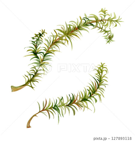 Horsetail clubmoss wild forest plant growing on wetlands marshes, damp shady grounds. Single element botanical illustration hand drawn in watercolor. Eco health brands, field guide identification art 127893118