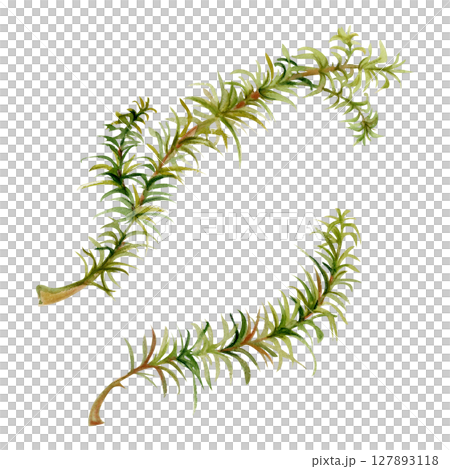 Horsetail clubmoss wild forest plant growing on wetlands marshes, damp shady grounds. Single element botanical illustration hand drawn in watercolor. Eco health brands, field guide identification art 127893118