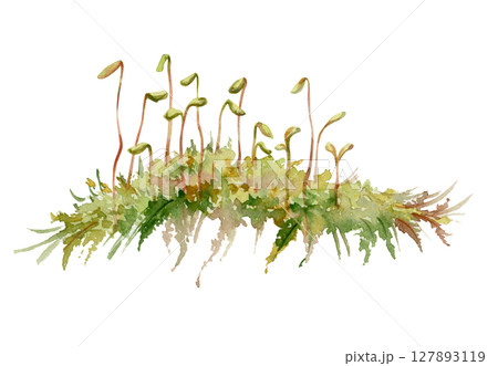 Moss carper patch cushion with sporangium spore capsules on long stalks. Forest floor cover, wetlands marshes undergrowth. Single element botanical bryophyte illustration hand drawn in watercolor. 127893119