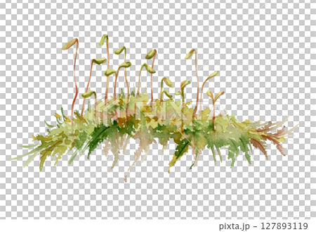 Moss carper patch cushion with sporangium spore capsules on long stalks. Forest floor cover, wetlands marshes undergrowth. Single element botanical bryophyte illustration hand drawn in watercolor. 127893119