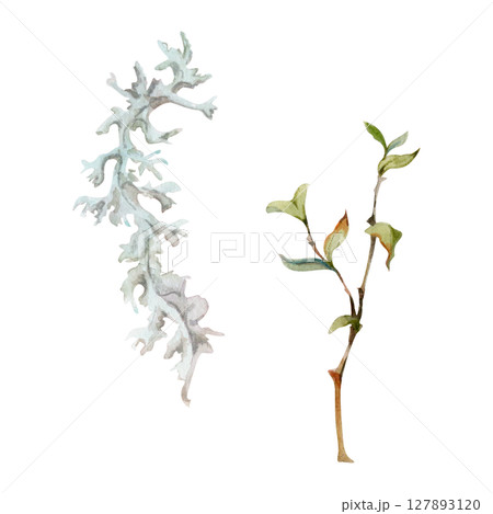 Foliose reindeer lichen segment, branch twig with leaves. Cetraria islandica Iceland moss. Single element botanical illustration hand drawn in watercolor. Folk medicine, honey ingredient, forest cover Foliose reindeer lichen segment, branch twig with leaves. Cetraria islandica Iceland moss. Single element botanical illustration hand drawn in watercolor. Folk medicine, honey ingredient, forest cover 127893120