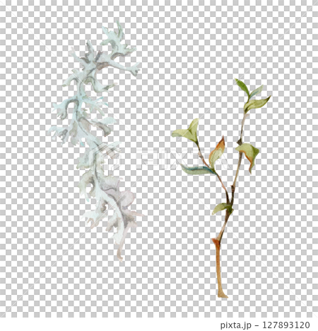 Foliose reindeer lichen segment, branch twig with leaves. Cetraria islandica Iceland moss. Single element botanical illustration hand drawn in watercolor. Folk medicine, honey ingredient, forest cover Foliose reindeer lichen segment, branch twig with leaves. Cetraria islandica Iceland moss. Single element botanical illustration hand drawn in watercolor. Folk medicine, honey ingredient, forest cover 127893120
