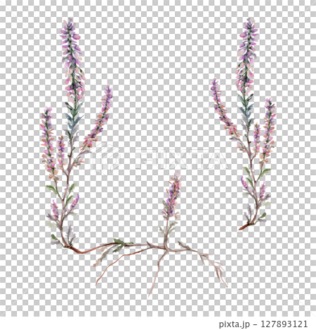 Heather ling erica calluna flower. Heathland moorland evergreen shrub plant, Scotland symbol, dye ale honey ingredient. Single element botanical watercolor hand drawn illustration. Florist jewellery Heather ling erica calluna flower. Heathland moorland evergreen shrub plant, Scotland symbol, dye ale honey ingredient. Single element botanical watercolor hand drawn illustration. Florist jewellery 127893121