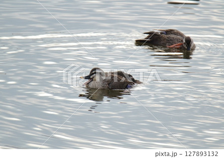 荒尾市　港　野鳥、 127893132