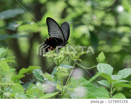 ブドウ科ヤブガラシで吸蜜するアゲハチョウ科クロアゲハ♀ ブドウ科ヤブガラシで吸蜜するアゲハチョウ科クロアゲハ♀ 127893158