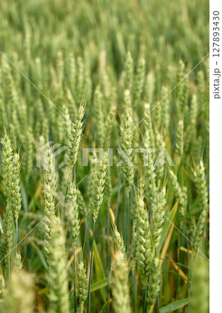 Unripe green wheat ears in field during summer 127893430