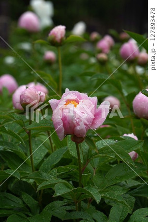 芍薬の花"桜の園"2025年5月 芍薬の花"桜の園"2025年5月 127893478