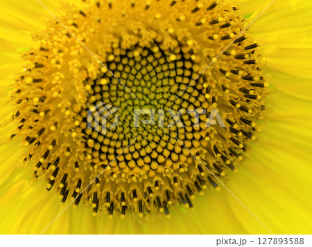 夏を象徴する花 キク科ヒマワリの花の拡大画像 127893588