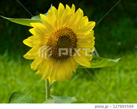 夏を象徴する花 キク科ヒマワリの花 夏を象徴する花 キク科ヒマワリの花 127893589