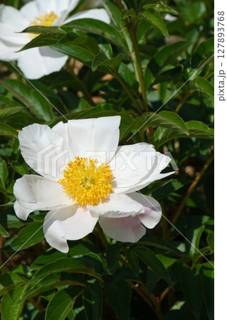 芍薬の花"七福神"2025年5月 127893768