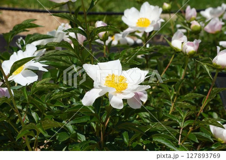 芍薬の花"七福神"2025年5月 127893769