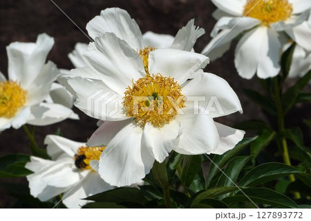 芍薬の花"七福神"2025年5月 127893772