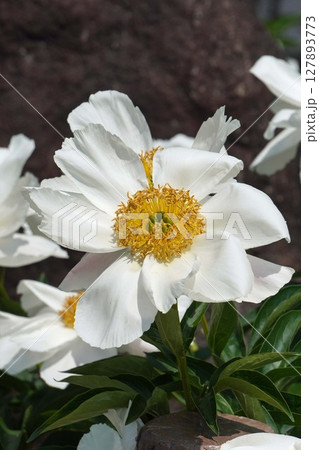 芍薬の花"七福神"2025年5月 芍薬の花"七福神"2025年5月 127893773