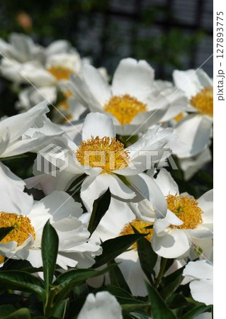 芍薬の花"七福神"2025年5月 芍薬の花"七福神"2025年5月 127893775