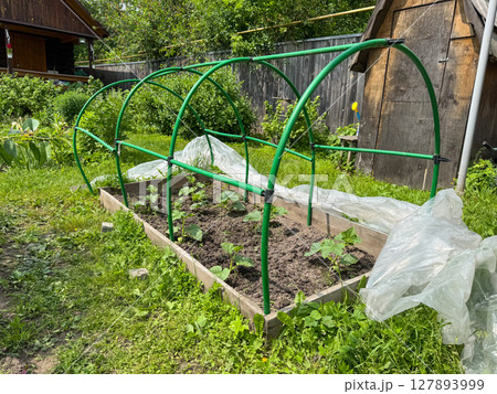 Garden bed with protective cover and seedlings in a lush backyard setting Garden bed with protective cover and seedlings in a lush backyard setting 127893999