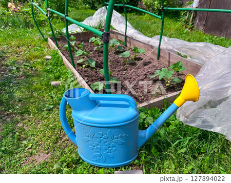 Garden preparation with watering can next to growing plants in spring 127894022