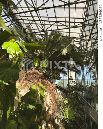 Greenhouse filled with tropical plants and sunlight on a warm day Greenhouse filled with tropical plants and sunlight on a warm day 127894029