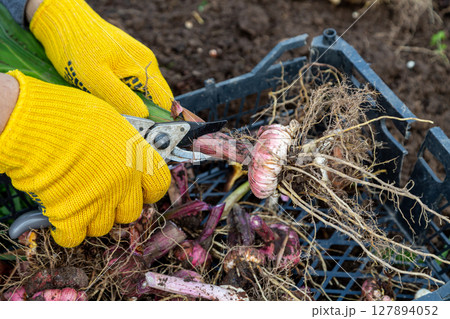 Garden pruning shears are yellow. Hands with gloves. Bulb of gladioli without soil 127894052