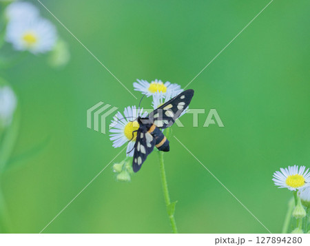 昼行性蛾 ヒトリガ科カノコガの吸蜜 昼行性蛾 ヒトリガ科カノコガの吸蜜 127894280