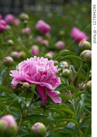 芍薬の花"春の装"2025年5月 芍薬の花"春の装"2025年5月 127894299