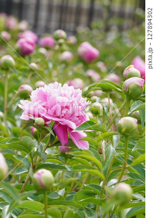 芍薬の花"春の装"2025年5月 127894302