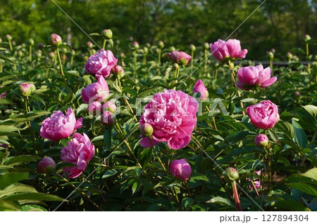 芍薬の花"春の装"2025年5月 芍薬の花"春の装"2025年5月 127894304