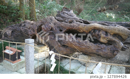 泉神社の巨木 127894426