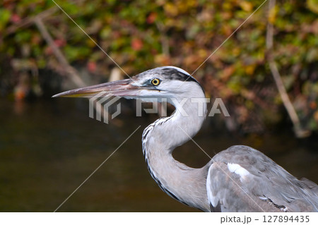 アオサギ アオサギ 127894435