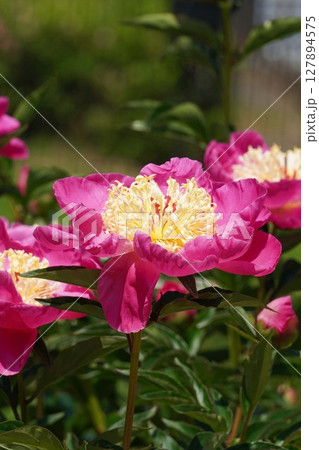 芍薬の花"春の誉"2025年5月 127894575