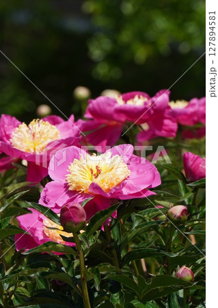 芍薬の花"春の誉"2025年5月 127894581