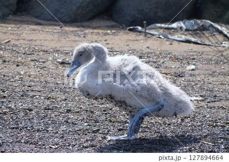 ハクチョウ ハクチョウ 127894664
