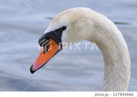 ハクチョウ 127894666