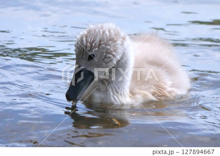 ハクチョウ 127894667