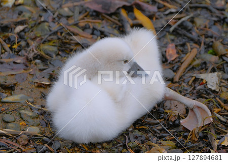 ハクチョウ ハクチョウ 127894681