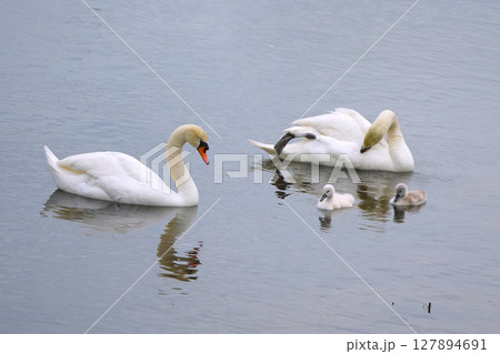 ハクチョウ ハクチョウ 127894691