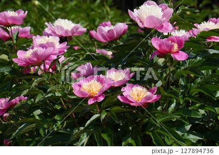 芍薬の花"春日"2025年5月 芍薬の花"春日"2025年5月 127894736
