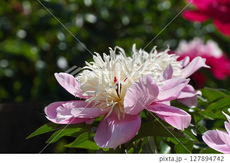 芍薬の花"春日"2025年5月 127894742