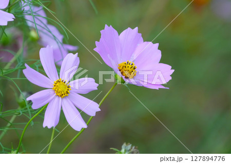 野に咲く華麗な花 127894776