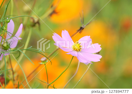 野に咲く華麗な花 127894777