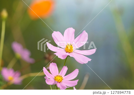 野に咲く華麗な花 野に咲く華麗な花 127894778