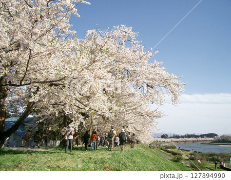 角館の桧木内川の桜(秋田県仙北市) 角館の桧木内川の桜(秋田県仙北市) 127894990