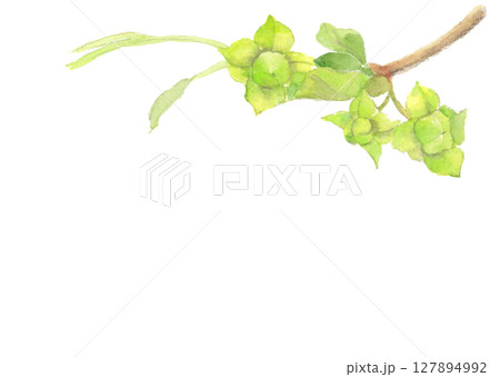 水彩で描いたまだ緑色の小さな柿のイラスト素材【手描き】白バック 切り抜き用 コピースペースあり 水彩で描いたまだ緑色の小さな柿のイラスト素材【手描き】白バック 切り抜き用 コピースペースあり 127894992