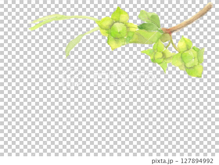 Illustration material of a small still green persimmon drawn in watercolor [hand-drawn] on a white background for cutting out, with copy space 127894992