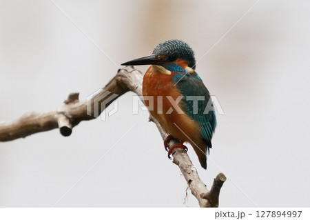 カワセミ カワセミ 127894997