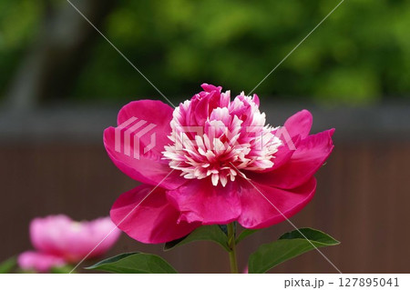 芍薬の花"宵待"2025年5月 127895041