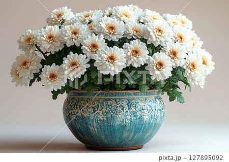 Eco-conscious branding. Chrysanthemums plant with white flowers on a white background. Small potted plant. Eco-conscious branding. Chrysanthemums plant with white flowers on a white background. Small potted plant. 127895092