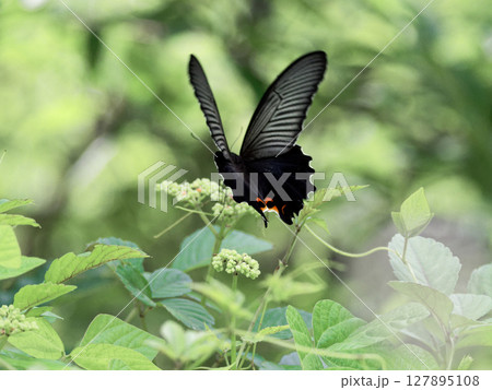 ブドウ科ヤブガラシで吸蜜するアゲハチョウ科クロアゲハ♀ ブドウ科ヤブガラシで吸蜜するアゲハチョウ科クロアゲハ♀ 127895108