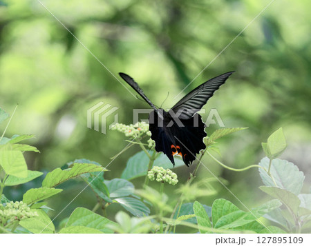 ブドウ科ヤブガラシで吸蜜するアゲハチョウ科クロアゲハ♀ 127895109