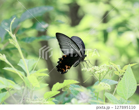 ブドウ科ヤブガラシで吸蜜するアゲハチョウ科クロアゲハ♀ 127895110