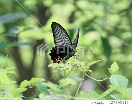ブドウ科ヤブガラシで吸蜜するアゲハチョウ科クロアゲハ♀ 127895112